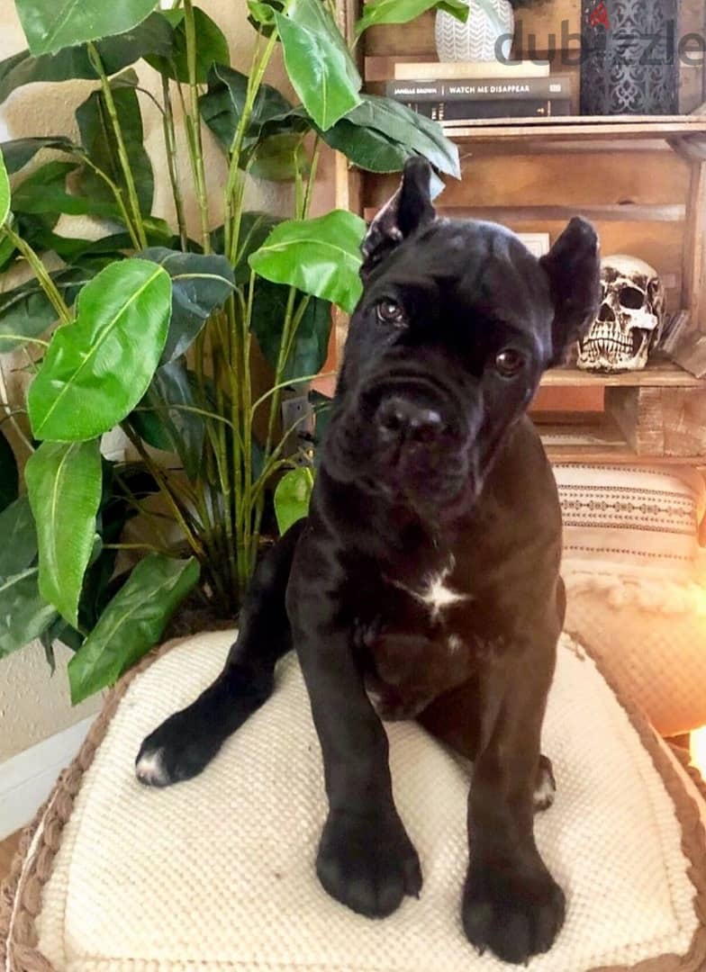 Beautiful  Male and Female Cane Corso My WhatsApp +972555074345 0