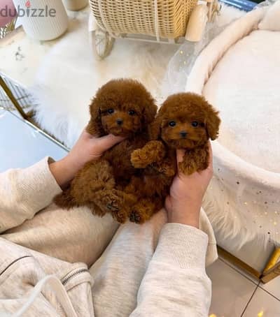 Male & Female Poodle Tcup for sale