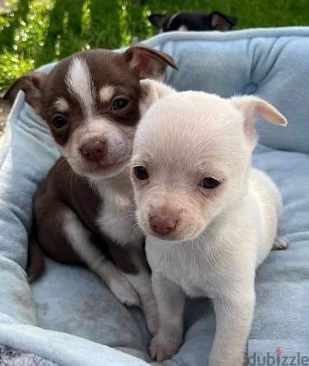 Whatsapp Me +966588993320 Chihuahua Puppies 0