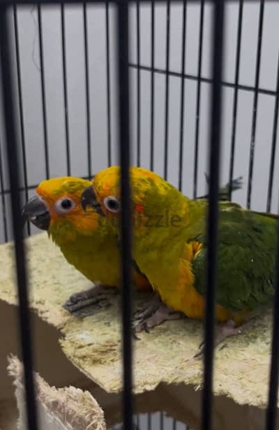 SUN  CONURE FOR SALE