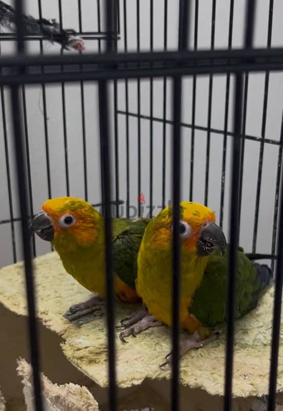 SUN  CONURE FOR SALE 1