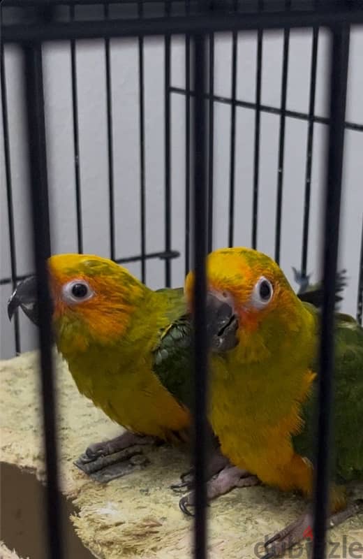 SUN  CONURE FOR SALE 2