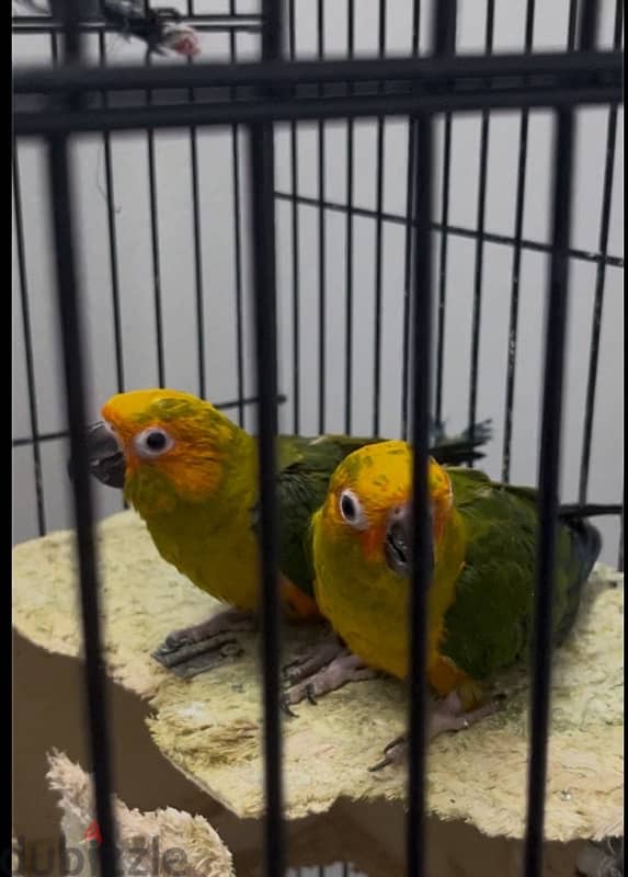 SUN  CONURE FOR SALE 3