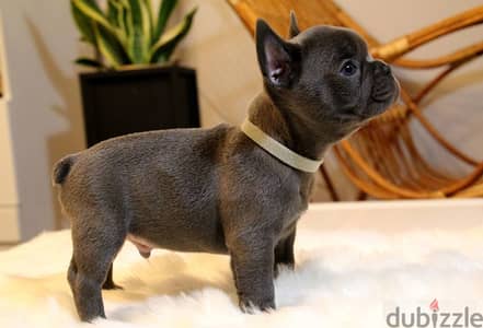 French Bulldog Puppies