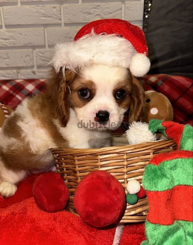 Cavalier King Charles Spaniel puppies 0