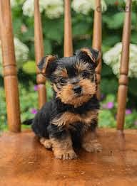 Whatsapp me +96878738119 Yorkshire Terrier for sale 0