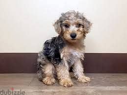 Whatsapp me +96878738119 Yorkiepoo for sale 0