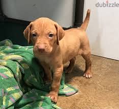 Whatsapp me +96878738119 Vizslas for sale 0