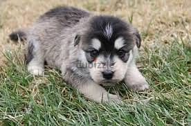 Whatsapp me +96878738119 Siberpoo for sale