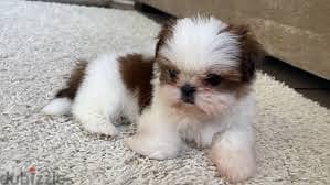 Whatsapp me +96878738119 Shih Tzu for sale 0