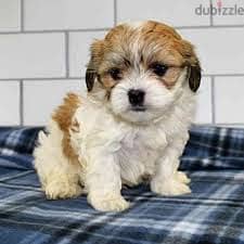 Whatsapp Me +96878738119 Shichon for sale