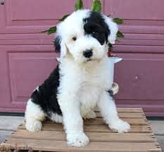 Whatsapp Me +96878738119 Sheepadoodle for sale 0