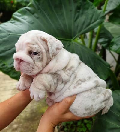 English Bulldog Puppies