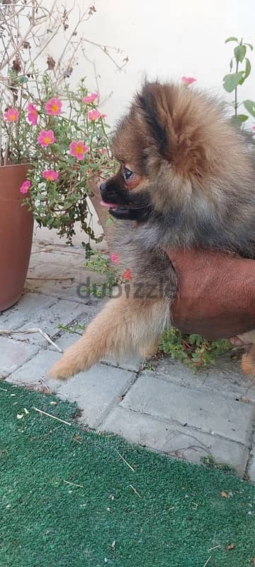 Male Pomeranian Puppy For Sale