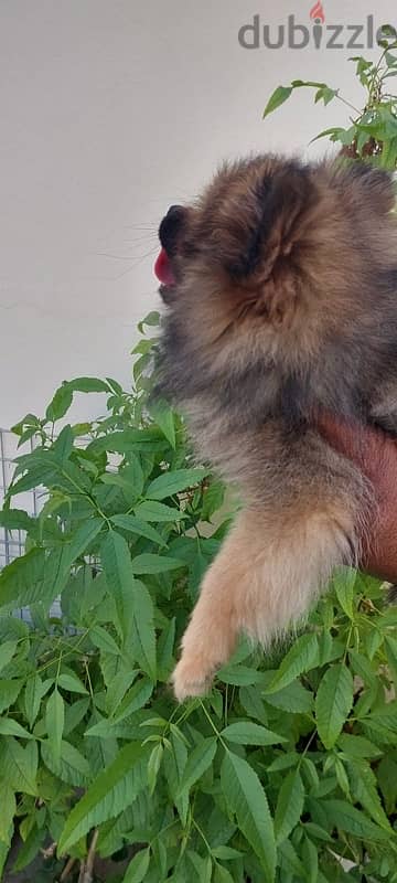 Male Pomeranian Puppy For Sale 1