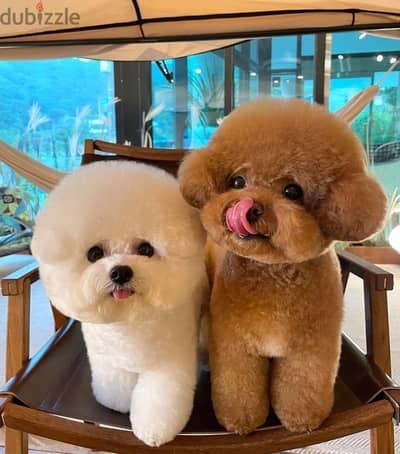 japanese poodle puppies whatsapp me on +44 7494 964359