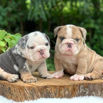 English Bulldog Puppies