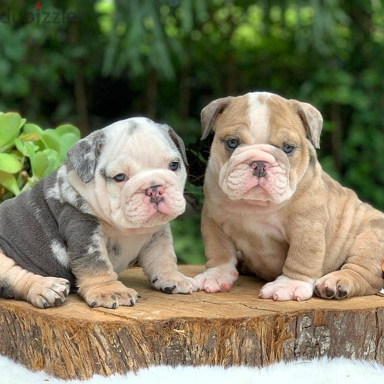 English Bulldog Puppies 0