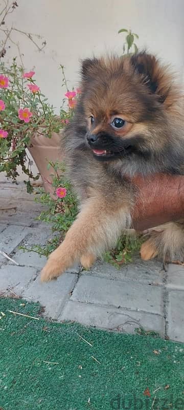 Male Pomeranian Puppy For Sale 3