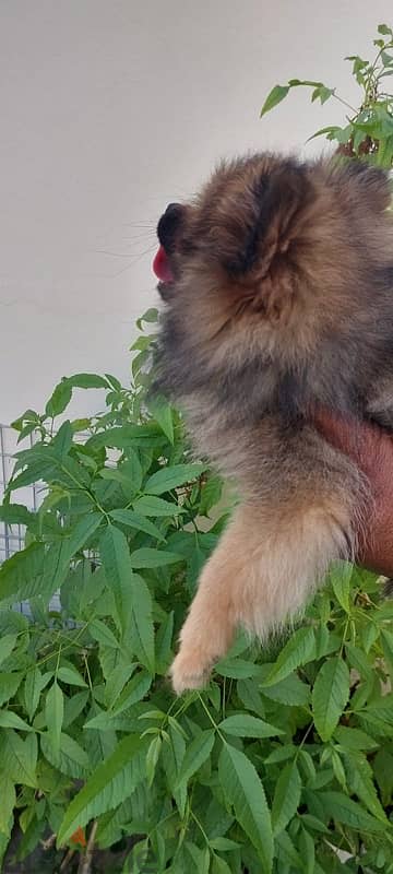 Male Pomeranian Puppy For Sale 4