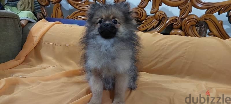 Male Pomeranian Puppy For Sale 7