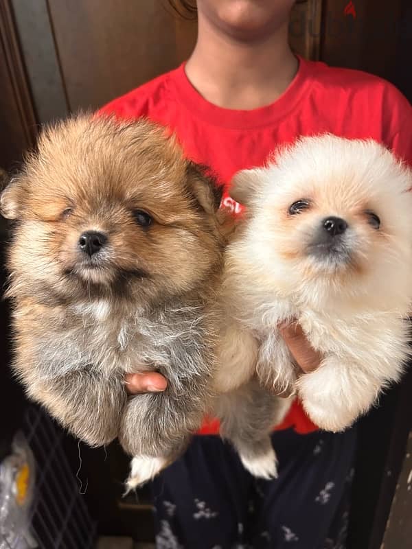 Pomeranian Puppy For sale 0