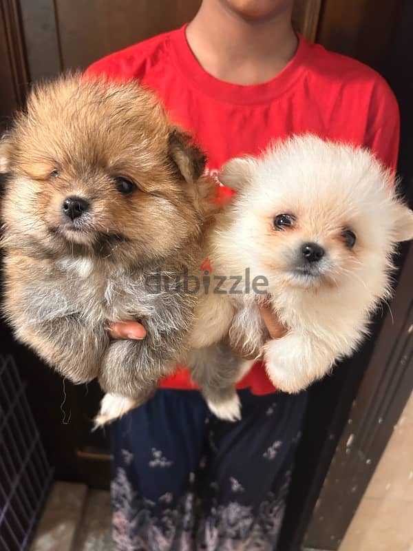 Pomeranian Puppy For sale 1