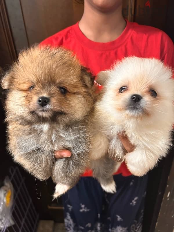 Pomeranian Puppy For sale 2