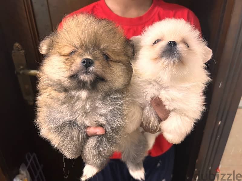 Pomeranian Puppy For sale 3