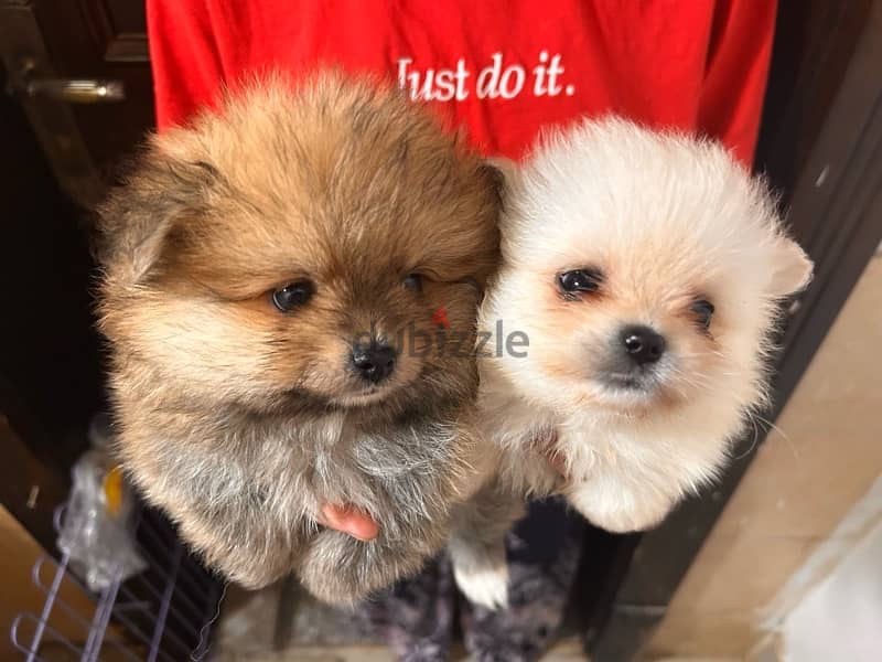 Pomeranian Puppy For sale 4