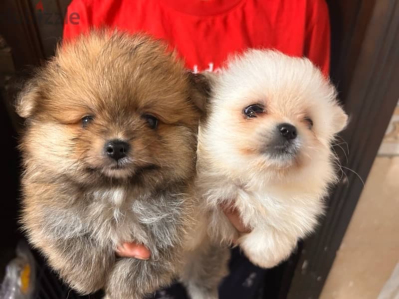 Pomeranian Puppy For sale 5