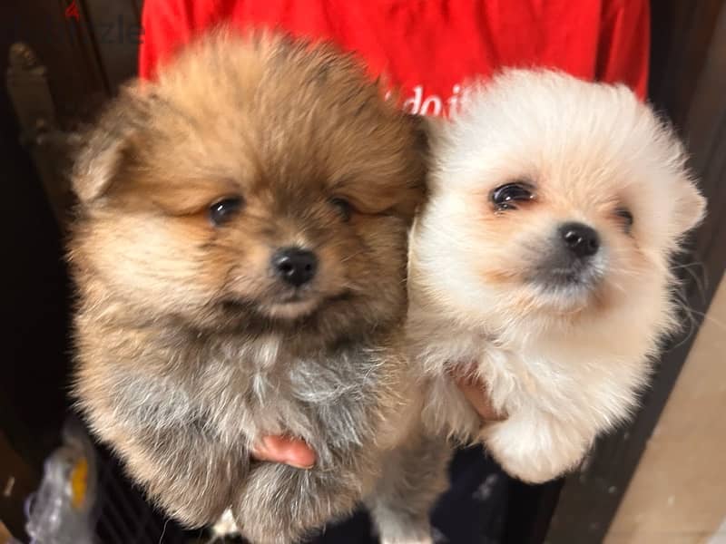 Pomeranian Puppy For sale 6