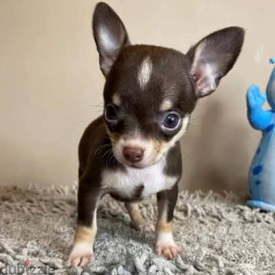 Chihuahua