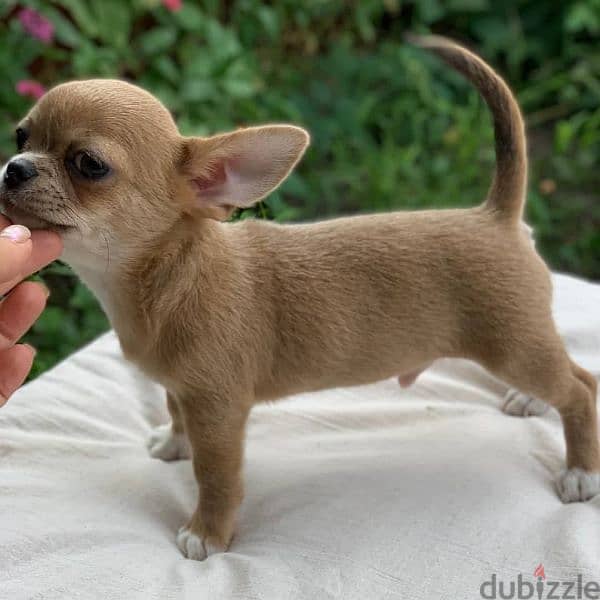 Chihuahua puppies available 1