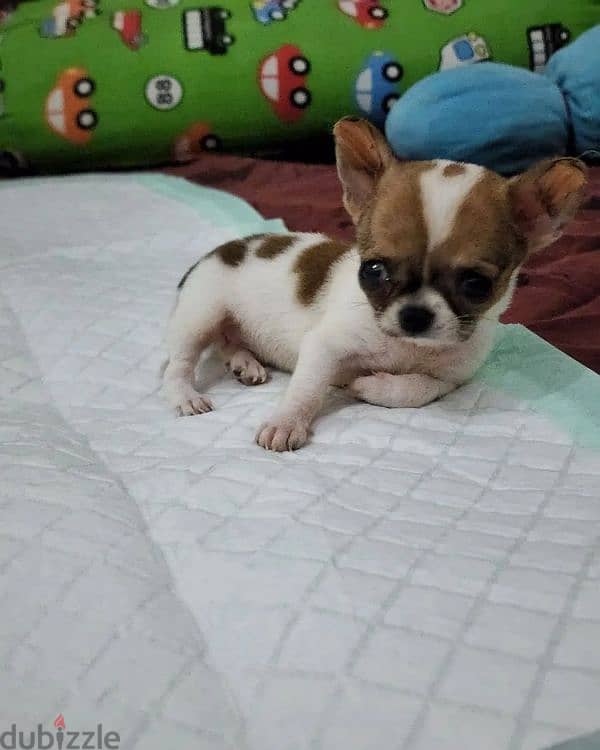 Chihuahua puppies available 3