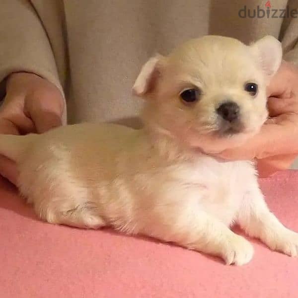 Chihuahua puppies available 4