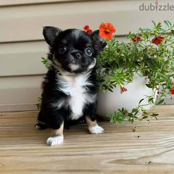 Chihuahua puppies available 5