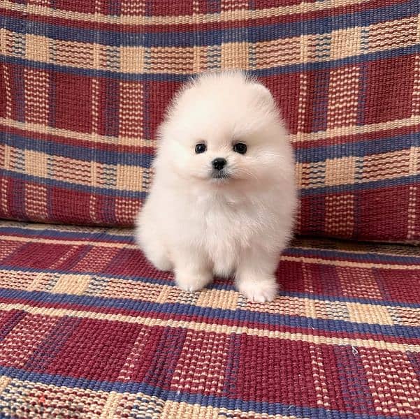 pomerania puppies available 0