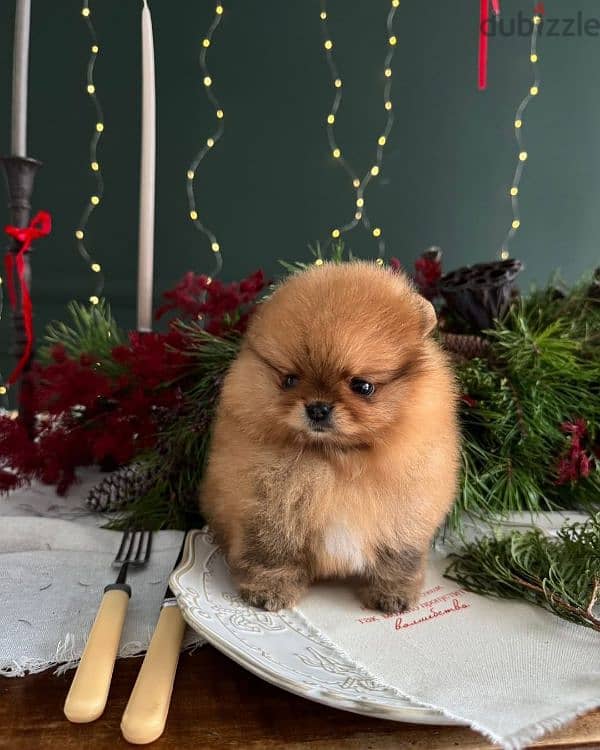 pomerania puppies available 1