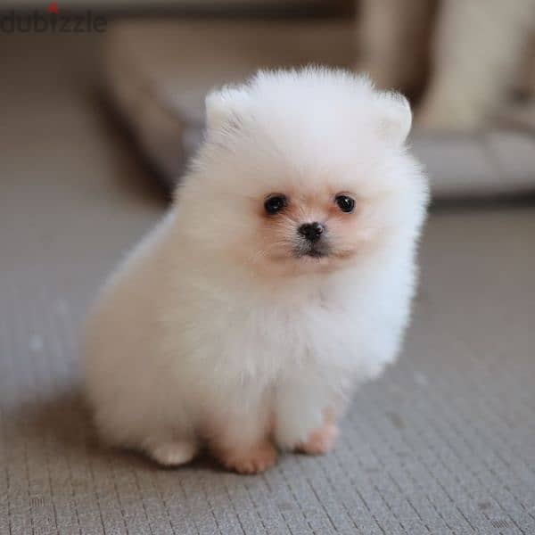 pomerania puppies available 2