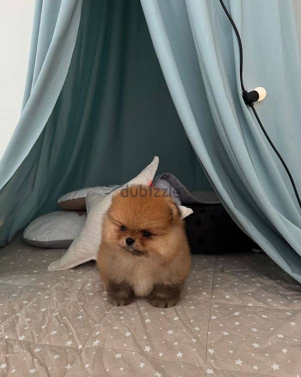 pomerania puppies available 3