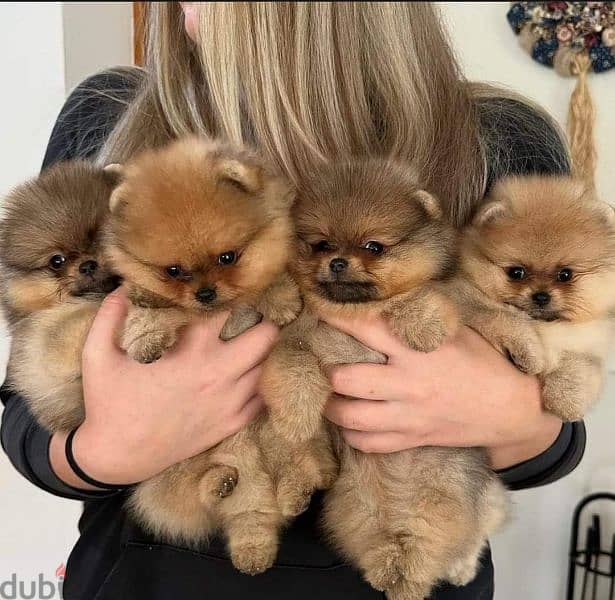 pomerania puppies available 4