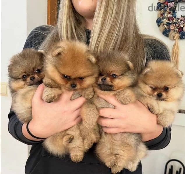 pomerania puppies available 5