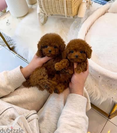 Male and female Poodle for sale