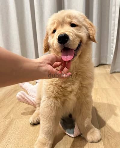 Golden retriever for sale