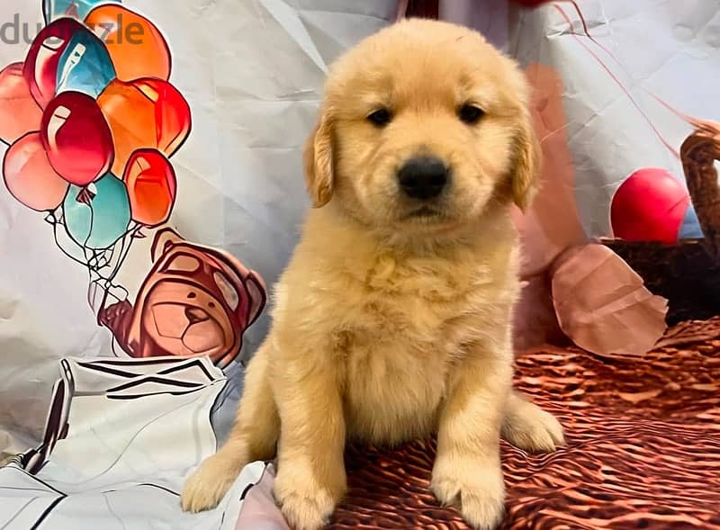 Golden retriever puppy 0