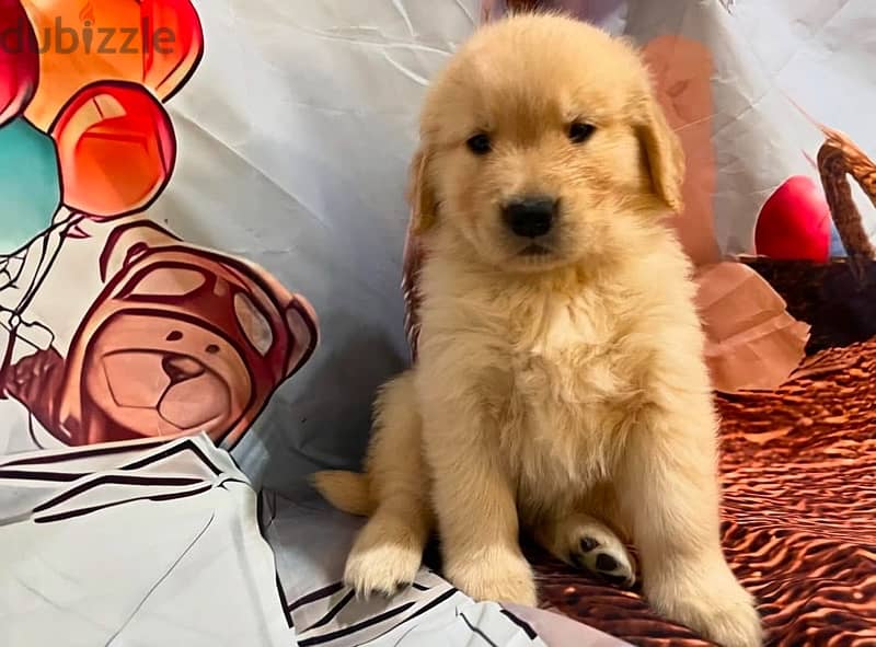 Golden retriever puppy 1