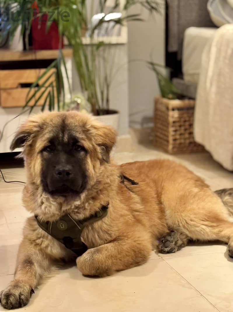 Caucasian shepherd puppy 0