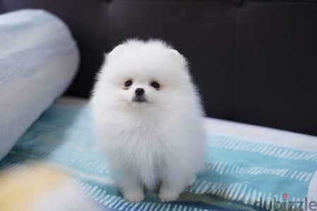 White Pomeranian puppy