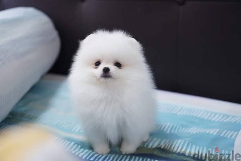 White Pomeranian puppy 0